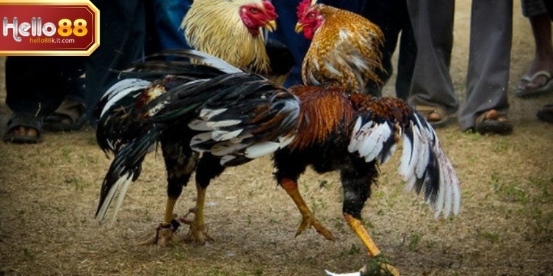 Đá gà truyền thống là hình thức quen thuộc, bám sát cách thi đấu cổ điển