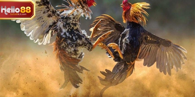 Hội viên có thể theo dõi trực tiếp từng trận với góc quay rõ