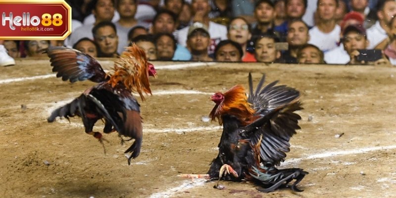 Việc dành thời gian quan sát vài phút đầu trận giúp hội viên nhận diện lối đánh