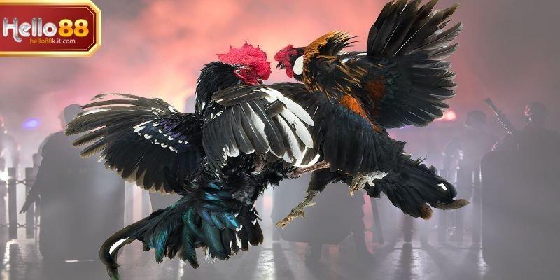 Người chơi phân tích chiến kê và lập chiến lược cược trực tuyến