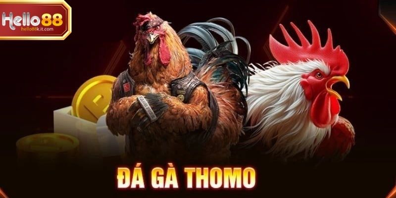 Trận chọi gà Thomo trực tuyến tại nền tảng trực tuyến