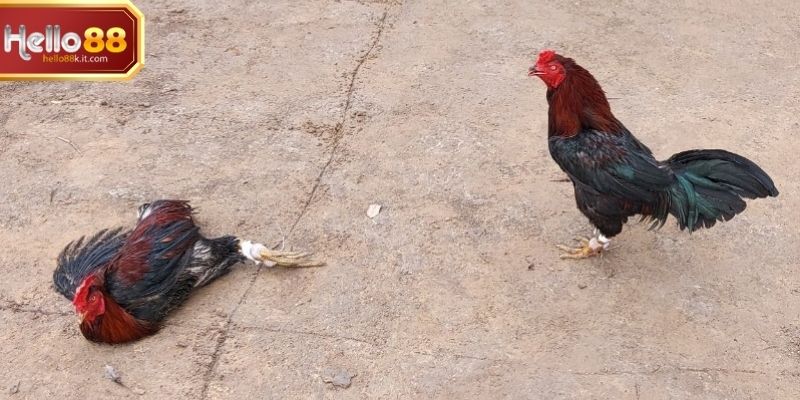 Trực Tiếp Đá Gà