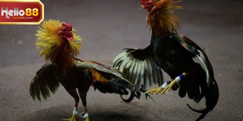 Các thể loại đá gà được phát trực tiếp trên nền tảng 