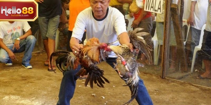 Trận đá gà live tại nền tảng với chiến kê chuẩn bị ra đòn