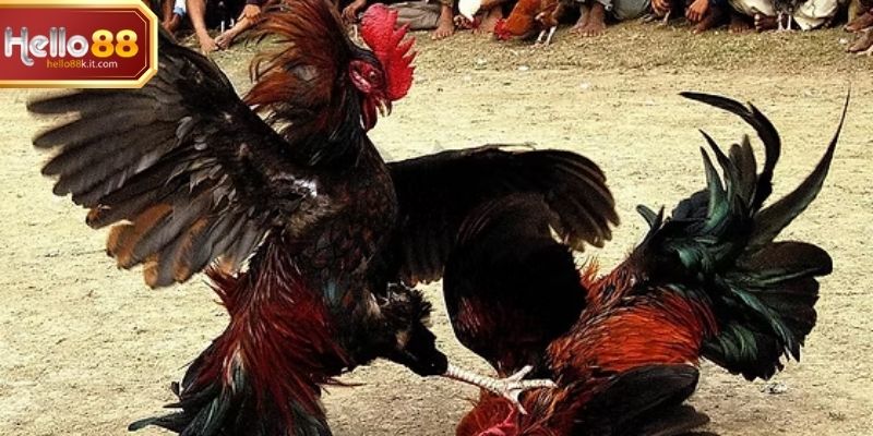 Người chơi theo dõi trận trực tiếp và phân tích chiến kê